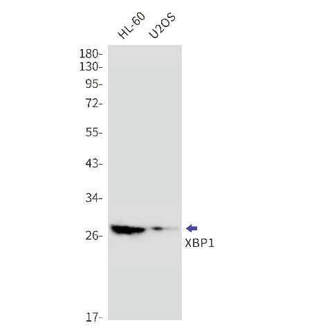 Recombinant XBP1 Monoclonal Antibody (E-AB-81622)