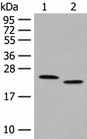FAM213A Polyclonal Antibody (E-AB-17932)