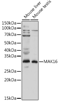 MAK16 Polyclonal Antibody (E-AB-92193)