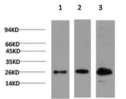 CBX3 Monoclonal Antibody (E-AB-22270)