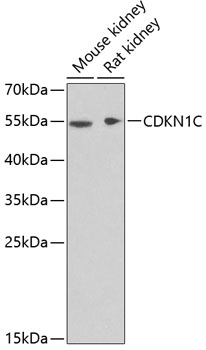 CDKN1C Polyclonal Antibody (E-AB-60583)