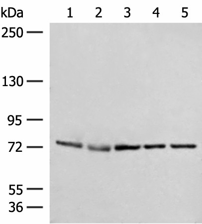 POLH Polyclonal Antibody (E-AB-52741)