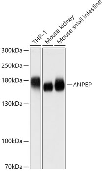 ANPEP Polyclonal Antibody (E-AB-61048)