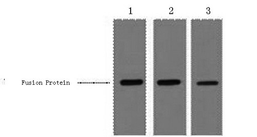 MBP-Tag Monoclonal Antibody (E-AB-20013)