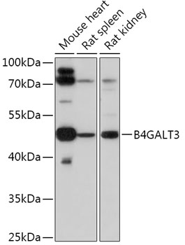 B4GALT3 Polyclonal Antibody (E-AB-91818)