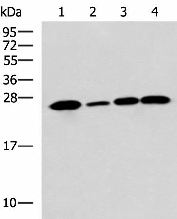 UCHL1 Polyclonal Antibody (E-AB-19179)
