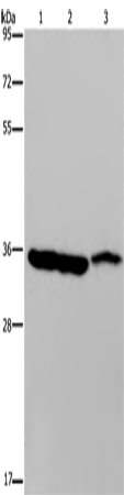 MDH1 Polyclonal Antibody (E-AB-11386)