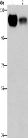 PRKD1 Polyclonal Antibody (E-AB-12741)