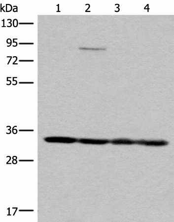 MRPL1 Polyclonal Antibody (E-AB-18675)