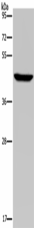 PDSS2 Polyclonal Antibody (E-AB-16698)