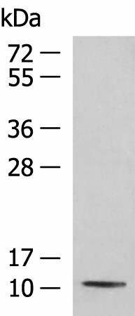 PCBD1 Polyclonal Antibody (E-AB-19099)