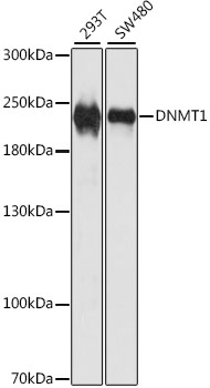 (KO Validated) DNMT1 Polyclonal Antibody (E-AB-60994)