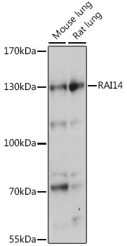 RAI14 Polyclonal Antibody (E-AB-91293)