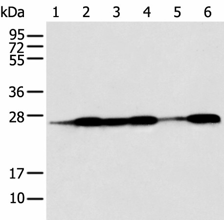 BAG2 Polyclonal Antibody (E-AB-19397)