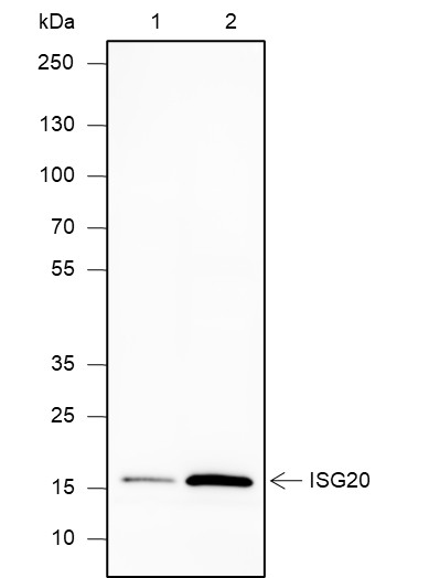 Recombinant ISG20 Monoclonal Antibody (AN301909L)