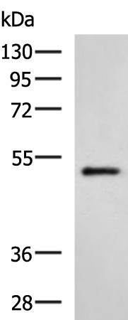 HTRA2 Polyclonal Antibody (E-AB-52111)