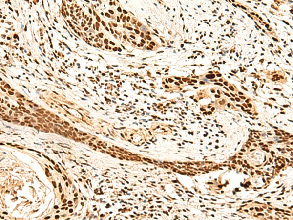 METTL1 Polyclonal Antibody (E-AB-18960)