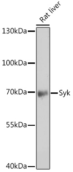 SYK Polyclonal Antibody (E-AB-68344)