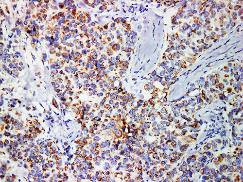 Mammaglobin Monoclonal Antibody (ELAB6559-M)