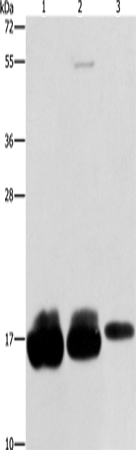 IFITM3 Polyclonal Antibody (E-AB-10850)