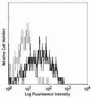 Purified anti-rat CD252 (OX-40 Ligand) Antibody (200501)