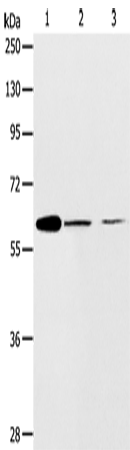 ABCE1 Polyclonal Antibody (E-AB-10695)