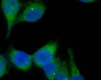 DyLight™ 488 Goat anti-mouse IgG (minimal x-reactivity) Antibody (405310)