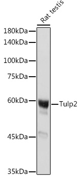 Tulp2 Polyclonal Antibody (E-AB-92007)