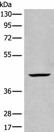 BBOX1 Polyclonal Antibody (E-AB-18533)