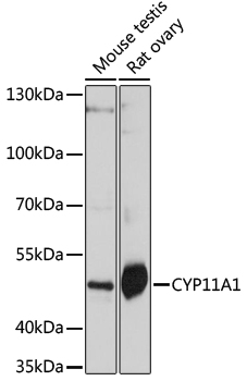 CYP11A1 Polyclonal Antibody (E-AB-67057)