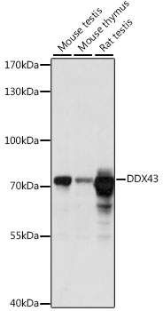 DDX43 Polyclonal Antibody (E-AB-91317)