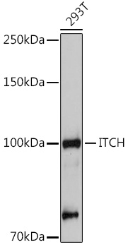 ITCH Polyclonal Antibody (E-AB-91779)