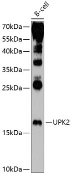 UPK2 Polyclonal Antibody (E-AB-90251)