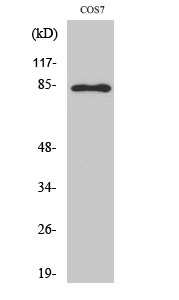 Phospho-STAT1 (Tyr701) Polyclonal Antibody (E-AB-20981)