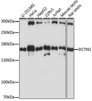 DCTN1 Polyclonal Antibody (E-AB-60443)