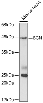 BGN Polyclonal Antibody (E-AB-92676)