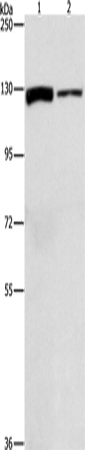 ACLY Polyclonal Antibody (E-AB-14775)