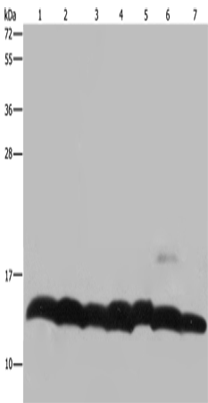 Histone H4 Polyclonal Antibody (E-AB-11291)