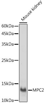 MPC2 Polyclonal Antibody (E-AB-92196)