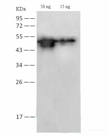 SARS-COV-2 NP Monoclonal Antibody(2019-nCoV) (E-AB-V1014)