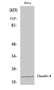 Claudin 4 Polyclonal Antibody (E-AB-30945)
