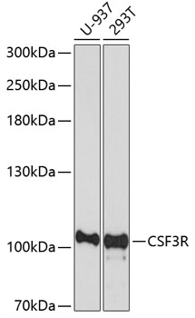 CSF3R Polyclonal Antibody (E-AB-63861)