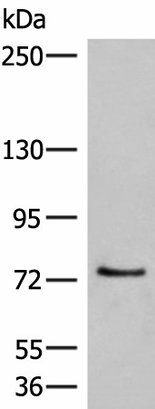 MCMBP Polyclonal Antibody (E-AB-19295)