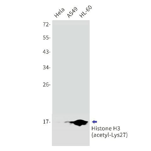 Recombinant Acetyl-Histone H3 Monoclonal Antibody (E-AB-81524)