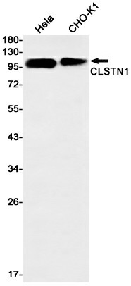 Recombinant CLSTN1 Monoclonal Antibody (E-AB-81547)