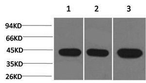 ACTA2 Monoclonal Antibody (E-AB-22155)