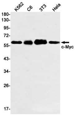 Recombinant c Myc Monoclonal Antibody (E-AB-81443)