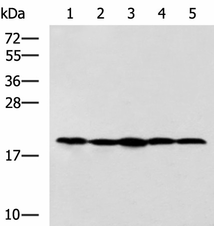 RPS11 Polyclonal Antibody (E-AB-52697)
