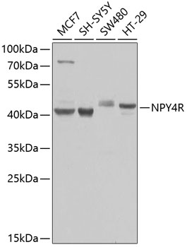 NPY4R Polyclonal Antibody (E-AB-62879)
