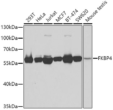 FKBP4 Polyclonal Antibody (E-AB-61037)